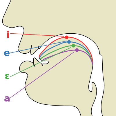 A-E-Y balsių anatomija